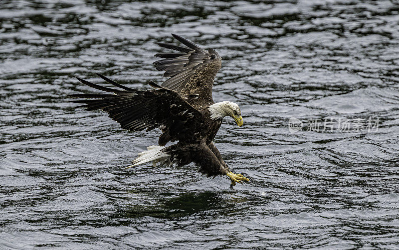 白头鹰(Haliaeetus leucocephalus)是一种发现于北美的猛禽。位于查塔姆海峡巴拉诺夫岛卡斯尼库湾的隐藏瀑布。阿拉斯加。